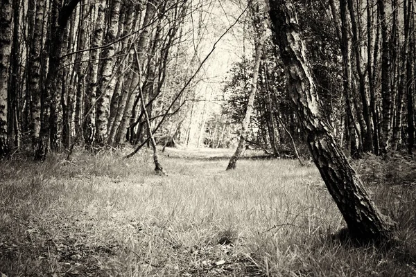 La forêt anglaise prend vie au printemps — Photo