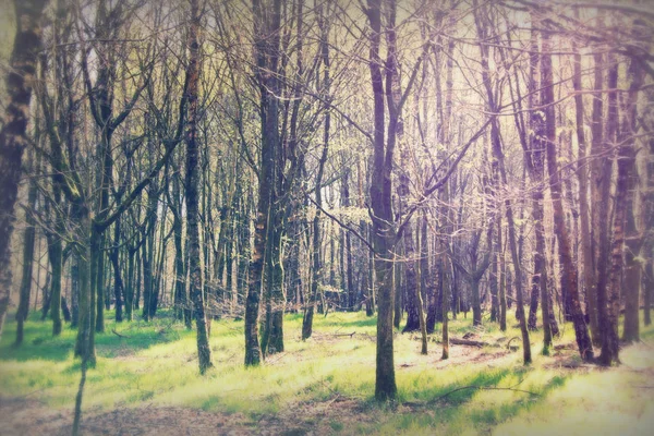 Faible soleil à travers les arbres dans les bois — Photo