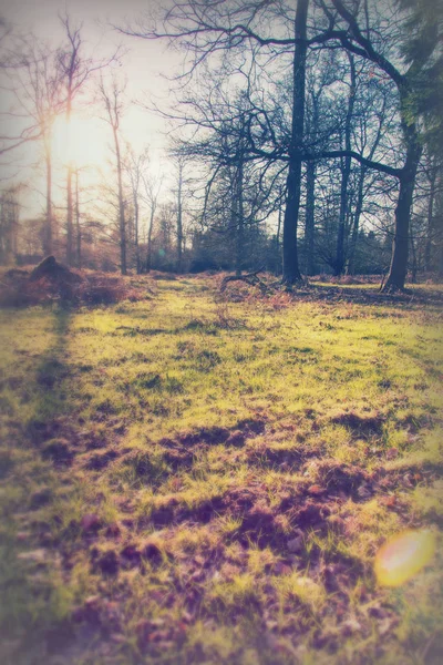 Low sun through trees in the woods — Stock Photo, Image