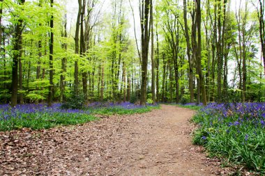 İngilizce bir ormanlık yerde büyüyen bluebells