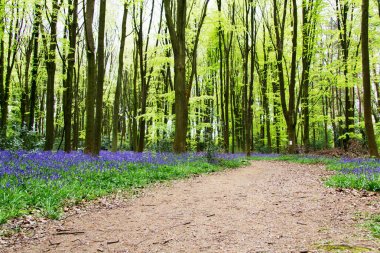 İngilizce bir ormanlık yerde büyüyen bluebells