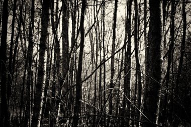 Ormandaki ağaçlar sayesinde düşük güneş