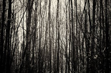 Ormandaki ağaçlar sayesinde düşük güneş