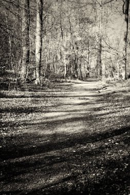 Ormandaki ağaçlar sayesinde düşük güneş