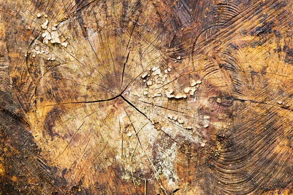Close up af savede træstammer med ringe - Stock-foto