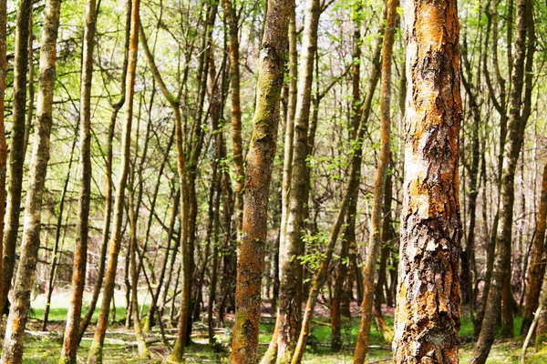 Angielski woodland budzenia się do życia na wiosnę — Zdjęcie stockowe