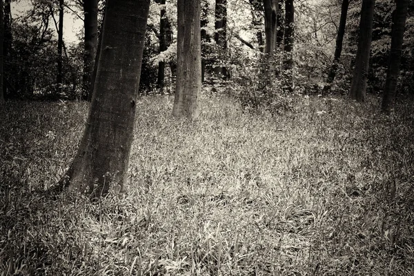 Kłoda, rosnące na angielski piętro lasów — Zdjęcie stockowe