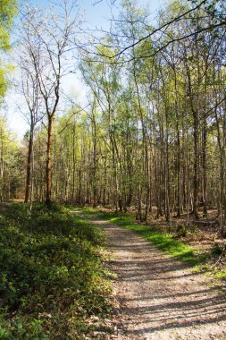 Ormandaki ağaçlar sayesinde düşük güneş