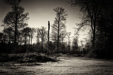 Ormandaki ağaçlar sayesinde düşük güneş