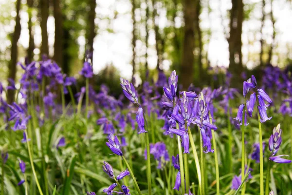 Bluebells growing on an english woodland floor — Stock Photo, Image