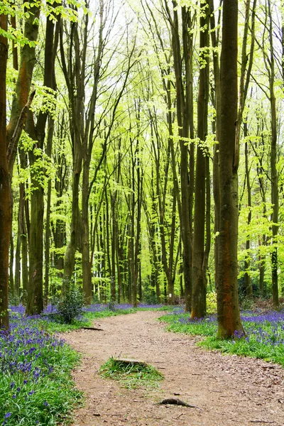 Blauglocken wachsen auf einem englischen Waldboden — Stockfoto