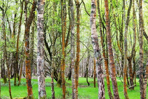 Engelse bos komt tot leven in het voorjaar — Stockfoto