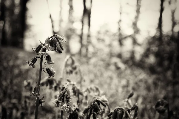 Bluebells groeien op een Engelse bos vloer — Stockfoto