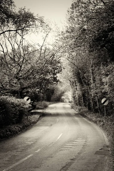 Polna droga przechodzi przez lasy i drzewa — Zdjęcie stockowe