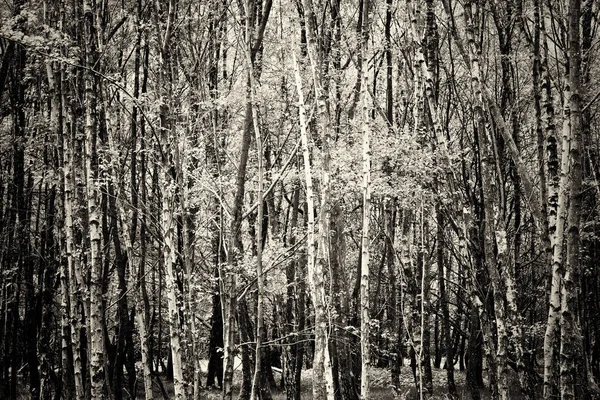 Bosque inglés cobrando vida en primavera —  Fotos de Stock