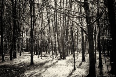 Ormandaki ağaçlar sayesinde düşük güneş