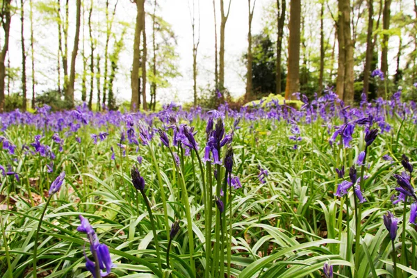 Bluebells growing on an english woodland floor — Stock Photo, Image