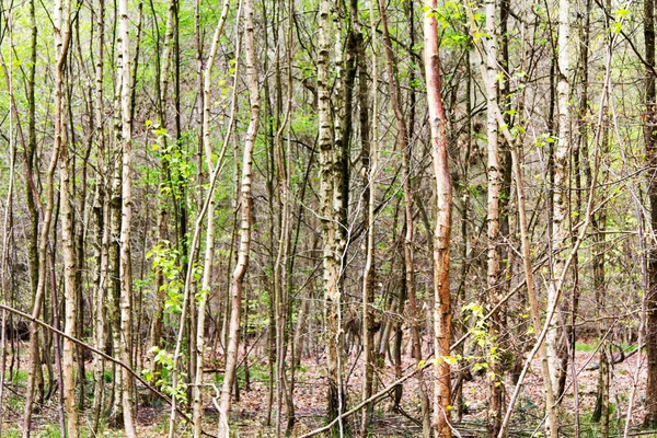 Engelse bos komt tot leven in het voorjaar — Stockfoto