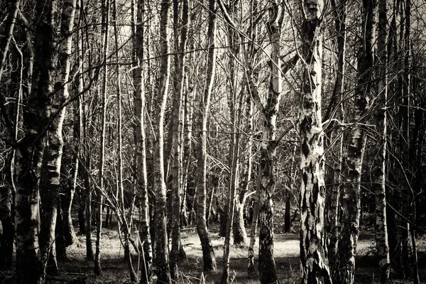 Sol bajo a través de los árboles en el bosque —  Fotos de Stock