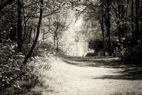 Bosque inglés cobrando vida en primavera —  Fotos de Stock