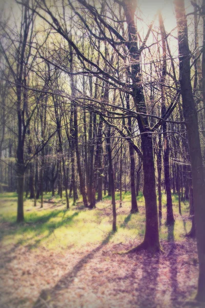 Basso sole tra gli alberi nel bosco — Foto Stock