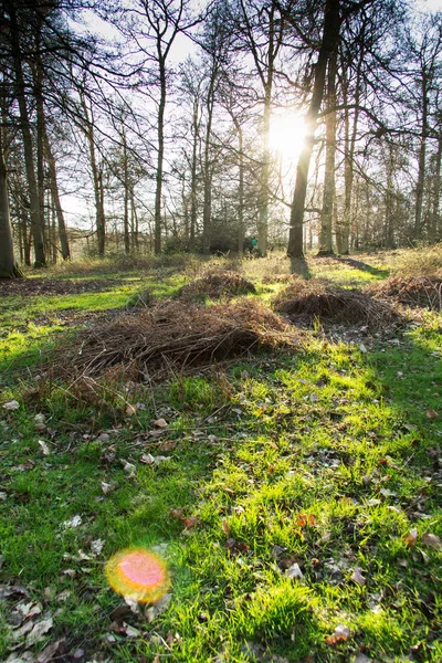 Sol bajo a través de los árboles en el bosque —  Fotos de Stock