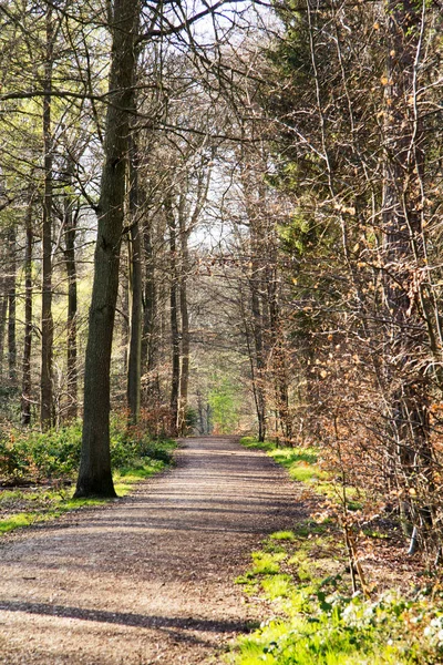 Low sun through trees in the woods — Stock Photo, Image