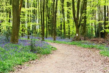 Parlak bluebells İngilizce bir ormanlık yerde büyüyen