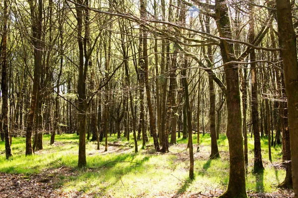 Baixo Sol Através Árvores Florestas Inglesas — Fotografia de Stock