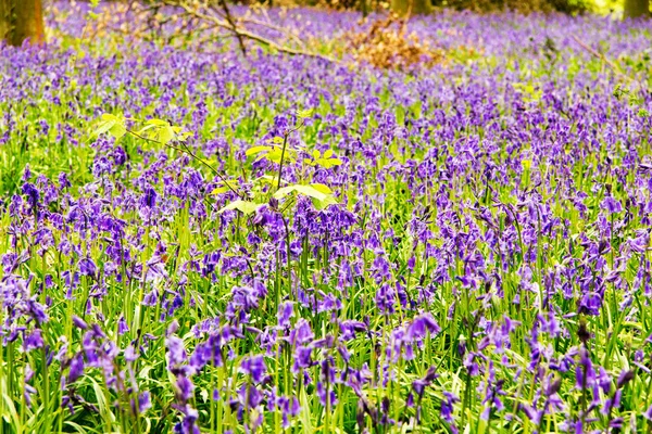 Bright Bluebells Growing English Woodland Floor — Stock Photo, Image