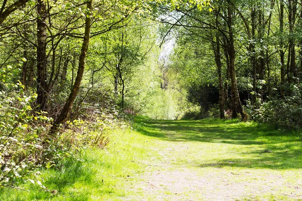 English Woodland Coming Life Spring — Stock Photo, Image