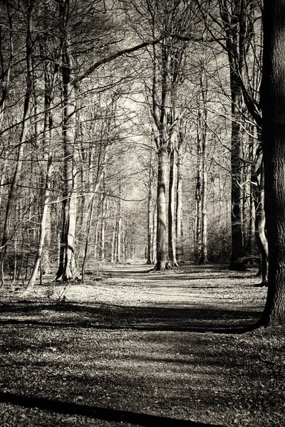 Low Sun Trees English Woods — Stock Photo, Image