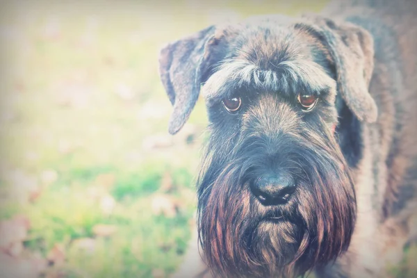 Close Van Speelse Schnauzer Hond Het Platteland — Stockfoto