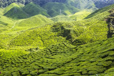 Cameron Highlands çiftlikte yeşil çay