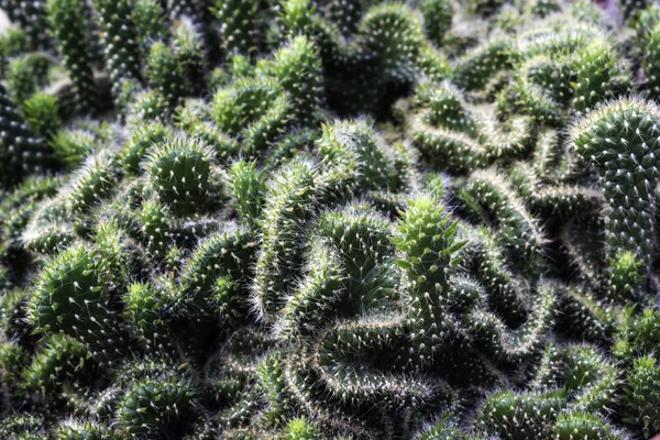 Planta de Cactus Tropical Verde — Foto de Stock