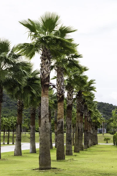 Plam tree garden plantation — Stock Photo, Image
