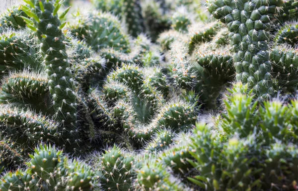 Planta de cactus verde en tropical — Foto de Stock