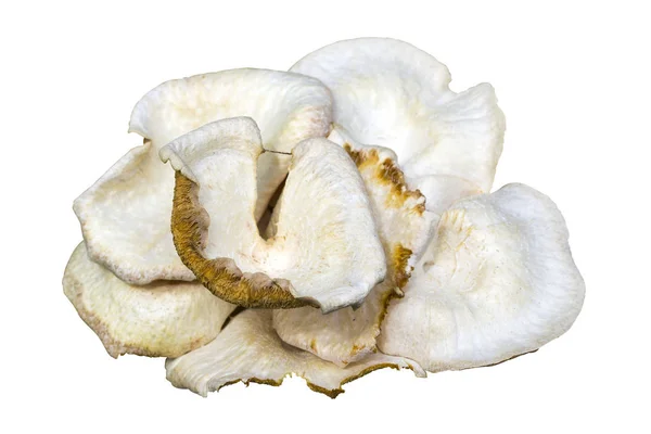 Cogumelo venenoso branco isolado — Fotografia de Stock