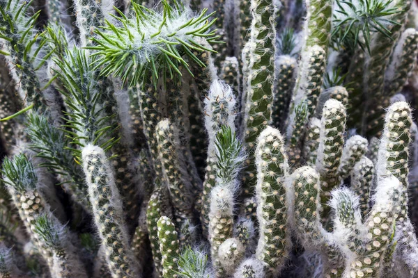 Cactus verde con pelo — Foto de Stock