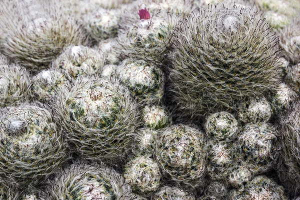 Cactus aux cheveux — Photo