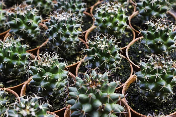 Mladý zelený kaktus tropické — Stock fotografie