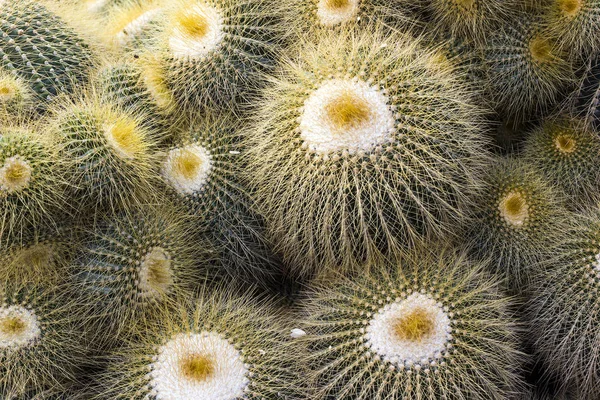 Espina amarilla de cactus verde — Foto de Stock