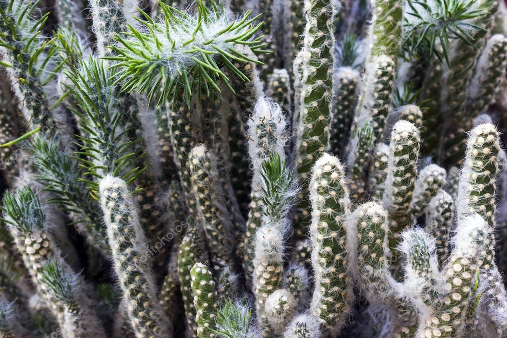 Green cactus with hair — Stock Photo © nbriam 137571748