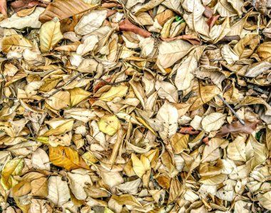 Kuru yaprak sonbaharda yere