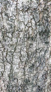 Soyut doku ağaç kabuğu