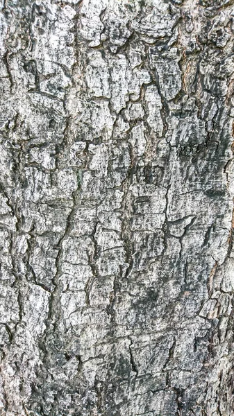 Soyut doku ağaç kabuğu