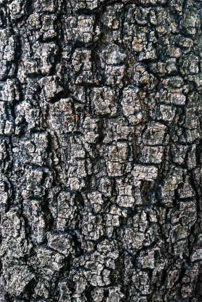 抽象的なテクスチャ蘭木の樹皮 — ストック写真