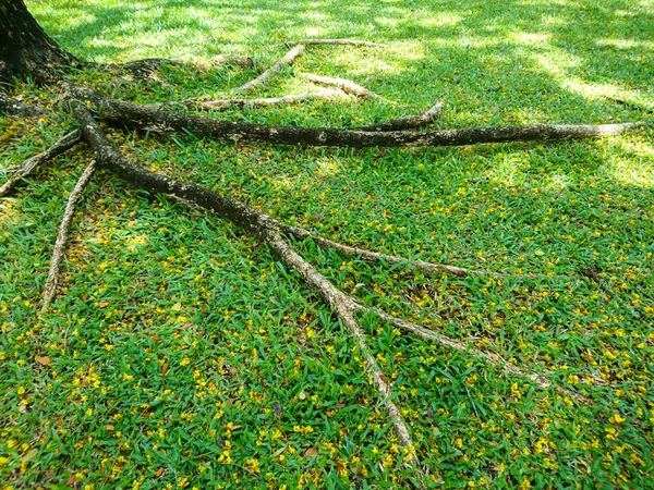 Raíces Árboles Tierra Hierba Verde —  Fotos de Stock