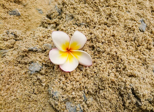 White Flower Sea Sand Beach — Stock Photo, Image