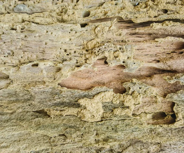 Fondo Textura Árbol Corteza —  Fotos de Stock